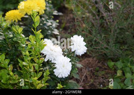 autunno fiore chrysanthemum fiori Foto Stock