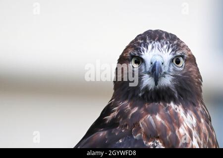 Ritratto di una testa giovanile di falco rosso Foto Stock