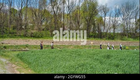 Adolescenti Amish ragazzi e ragazze che camminano lungo una strada rurale in campagna in un giorno di primavera Foto Stock