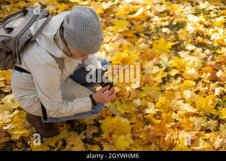 La donna caucasica raccoglie le foglie di acero giallo nel parco a settembre. Foto Stock