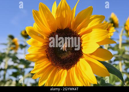 girasole con un'ape di miele su di esso, raccogliendo polline in estate Foto Stock