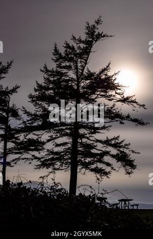 Albero in Silouette del tardo pomeriggio Inverno Sole a Fort Ebey state Park Whidbey Island Washington Foto Stock