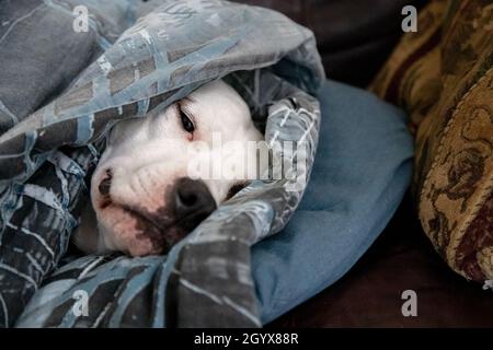 Misto razza Puppy cane addormentando avvolto in coperta withonly faccia mostrare Foto Stock