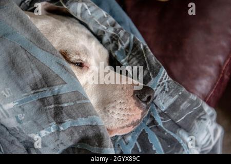 Misto razza Puppy cane addormentando avvolto in coperta withonly faccia mostrare Foto Stock