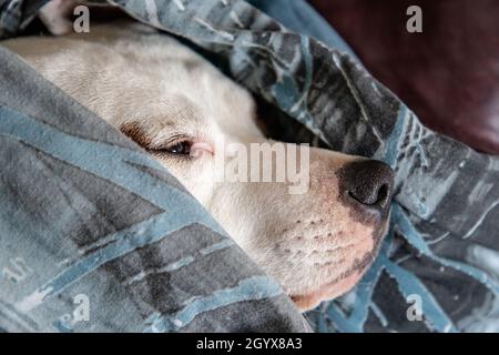 Misto razza Puppy cane addormentando avvolto in coperta withonly faccia mostrare Foto Stock