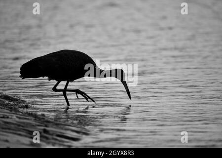 Limpkin (Aramus Guarauna), chiamato anche carrao, courlan, e gridando uccello, nutrendo in un parco pubblico a Buenos Aires. Monocromatico Foto Stock