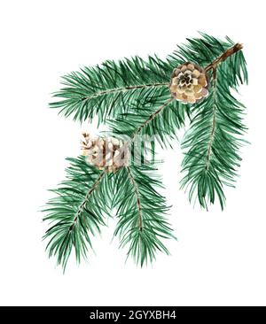 Albero di Natale di rami e coni di conifere. Ramo di abete rosso con cono. Ramo di pino. Acquerello illustrazione delle decorazioni di Natale. Isolato su Foto Stock