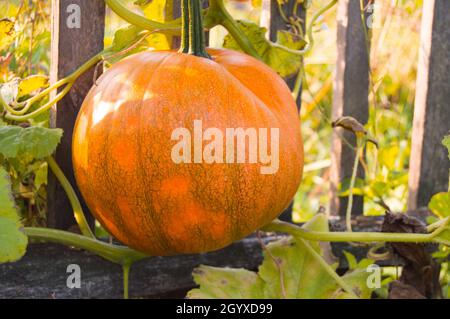 Una zucca arancione, su un letto in verde fogliame sullo sfondo di una vecchia recinzione. Siamo vicini ad essere pronti per la raccolta. Tipico autunno rurale Foto Stock