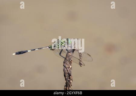Immagine di verde skimmer dragonfly (Orthetrum sabina) su rami secchi su sfondo naturale. Insetto. Animale. Foto Stock