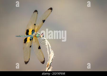 Immagine di Flutterer Dragonfly variegato (Rhyothemis variegata) su sfondo naturale. Insetto. Animale Foto Stock