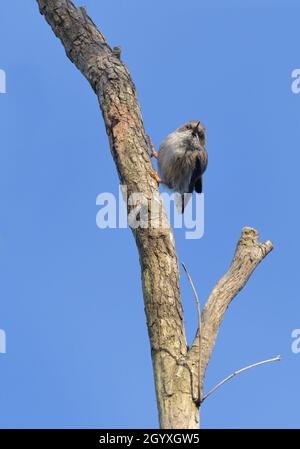 Varie Sittella (Daphoenositta chrysoptera), o sittella alare arancione - una specie di uccelli vulnerabile in NSW, Australia Foto Stock