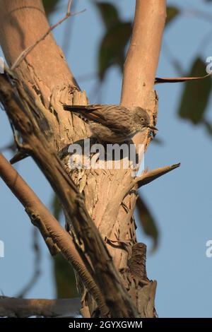 Varie Sittella (Daphoenositta chrysoptera), o sittella alare arancione - una specie di uccelli vulnerabile in NSW, Australia Foto Stock