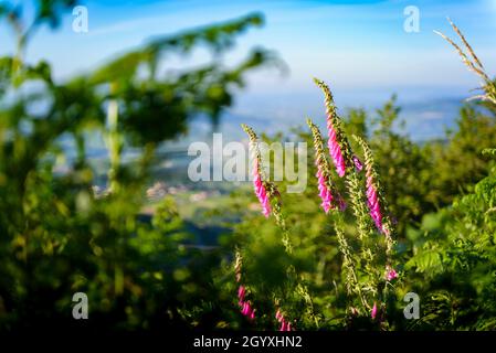 Digitalis Purpurea fiori al mattino Foto Stock