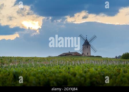 Luci del tramonto su mulino a vento e vigneti del Moulin-A-Vent a Beaujolais in Francia Foto Stock