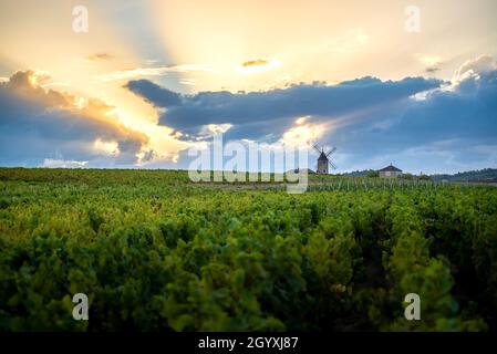 Luci del tramonto su mulino a vento e vigneti del Moulin-A-Vent a Beaujolais in Francia Foto Stock