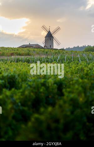 Luci del tramonto su mulino a vento e vigneti del Moulin-A-Vent a Beaujolais in Francia Foto Stock