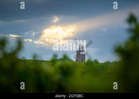 Luci del tramonto su mulino a vento e vigneti del Moulin-A-Vent a Beaujolais in Francia Foto Stock