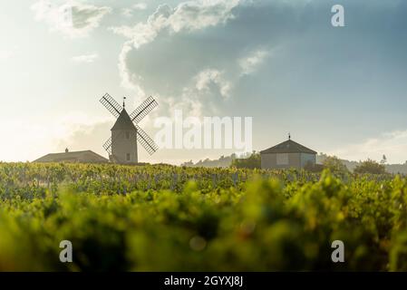 Luci del tramonto su mulino a vento e vigneti del Moulin-A-Vent a Beaujolais in Francia Foto Stock