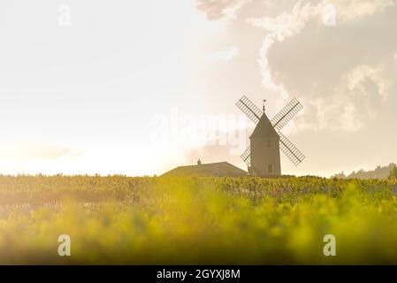 Luci del tramonto su mulino a vento e vigneti del Moulin-A-Vent a Beaujolais in Francia Foto Stock