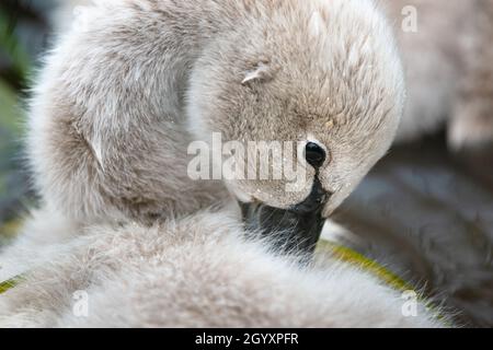 Primo piano di un cigno nero cygnet che preda le sue piume fini Foto Stock