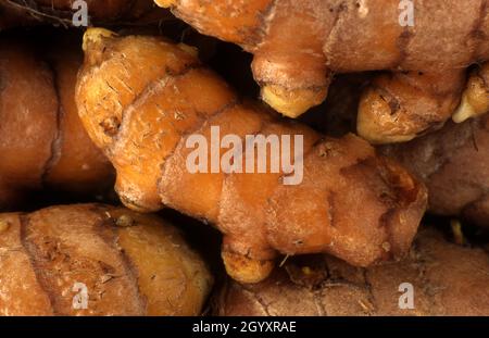 CURCUMA APPENA RACCOLTA Foto Stock