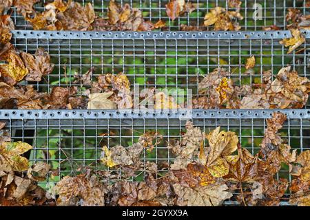 foglie cadute su scale griglia in autunno, vista dall'alto, incidenti pericolosi a causa di foglie scivolose Foto Stock