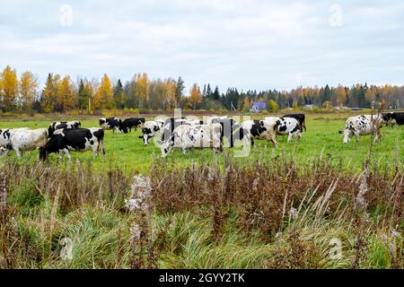 Le mucche si pascolo nel prato e mangiare erba verde Foto Stock