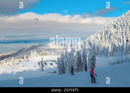 Sciatori sportivi e snowboarder sulla pista da sci nella pineta innevata. Parapendio sulla stazione sciistica, Poiana Brasov, Carpazi, Romania, Foto Stock