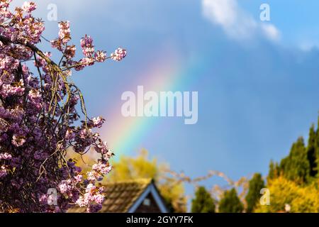 Primo piano di fiori rosa di ciliegio e rami Prunus 'Kanzan' con un arcobaleno sullo sfondo Foto Stock