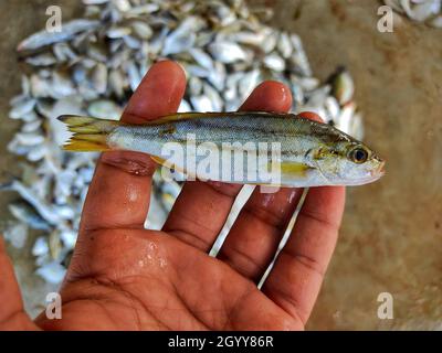 Una mano maschile che tiene un pesce sullo sfondo di un mucchio di pesci congelati Foto Stock