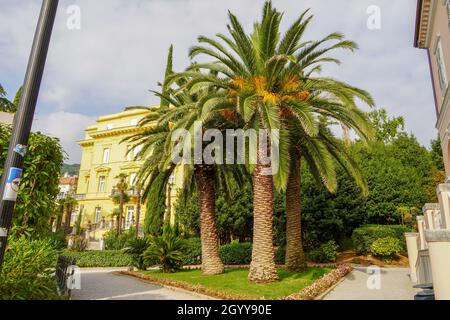 OPATIJA, CROAZIA - Settembre 25,2021:albero di palma nel parco della città Foto Stock