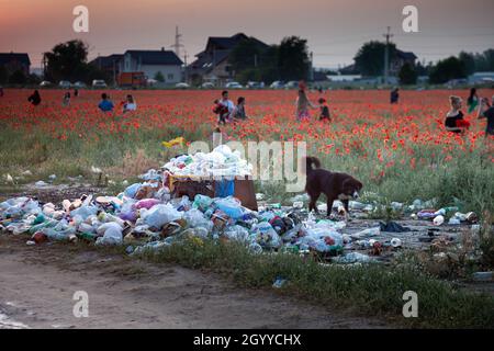 Ucraina, Kiev - 20 luglio 2020: Spazzatura dump in un campo papavero. Smaltimento non autorizzato dei rifiuti. Inquinamento ambientale. Linea urbana. Dump e un cane randagio. Foto Stock