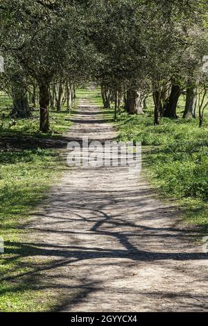 Percorso tra alberi in primavera in giornata di sole Foto Stock
