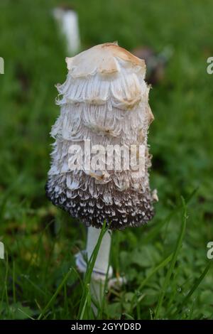 Funghi Shaggy a testa d'inchiostro su un verge stradale a Milton Keynes. Foto Stock