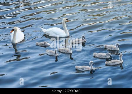 Famiglia di cigni muti con otto cigneti che nuotano su un fiume Foto Stock