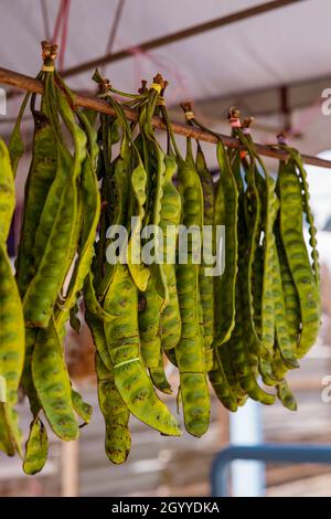 Petai, pete o Parkia speciosa appeso sulla strada per la vendita, legumi, Fabaceae, petai-petai tribù Mimosoideae. Foto Stock