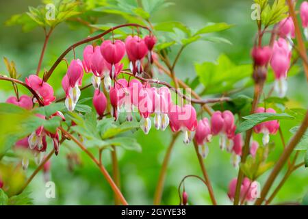 Lamprocapnos spectabilis, sanguinamento del cuore, boccioli di Falloppio o sanguinamento asiatico-cuore. Fiori bianchi, rossi e rosati a forma di cuore pendono dai gambi ad arco Foto Stock