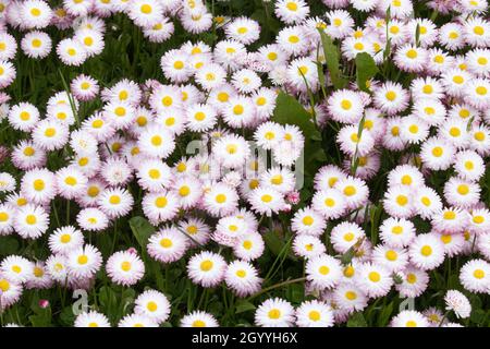 Biancheria da letto primaverile di una margherita inglese fiorita, Bellis perennis nel Nord Europa. Foto Stock