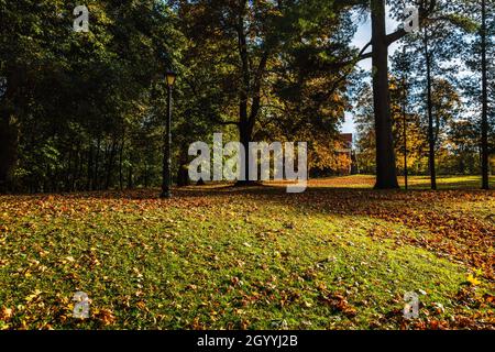 autumn landscape beautiful colored trees glowing in the sunlight Foto Stock