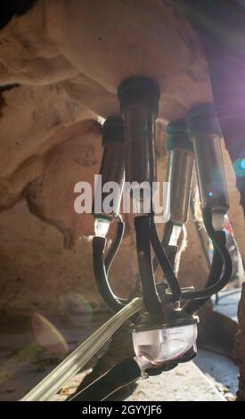Primo piano delle mammelle di vacca con macchina automatica di mungitura in azienda lattiero-casearia Foto Stock