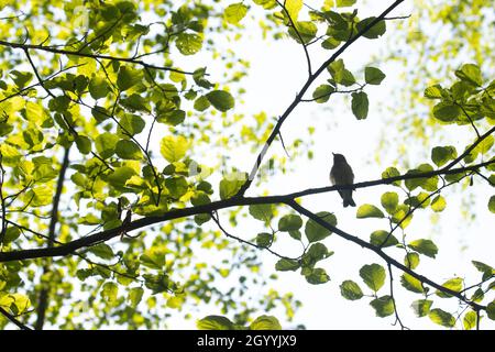 Silhouette di un piccolo passerino Flycatcher rosso-breasted, Ficidula parva arroccato su un ramoscello in una foresta estonica estiva. Foto Stock