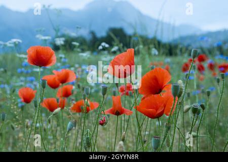Bellissimi papaveri rossi e fiori di mais blu in un campo in una giornata estiva soleggiata. (Papaver Rhoeas, Flanders Poppy, Centaurea cyanus) Foto Stock
