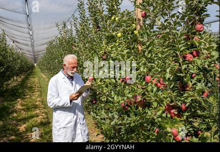 Agronomo maturo in cappotto bianco che guarda la compressa e controlla la qualità delle mele prima della raccolta in frutteto moderno Foto Stock