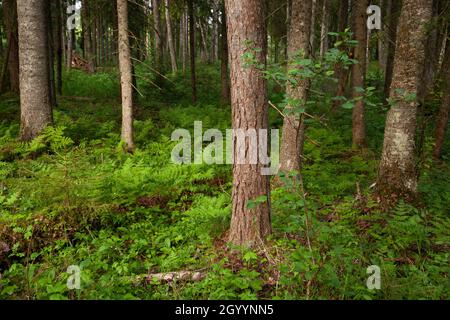 Una lussureggiante e verde foresta estone di vecchia crescita con alberi decadenti e vecchi durante una serata estiva. Foto Stock