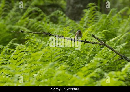 Piccolo flycatcher rosso-breasted, Ficidula parva arroccato in un ambiente lussureggiante. Sparato in una vecchia foresta estone. Foto Stock