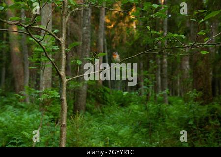 Piccolo flycatcher rosso-breasted, Ficidula parva arroccato in un ambiente lussureggiante. Sparato in una vecchia foresta estone. Foto Stock