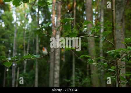 Piccolo flycatcher rosso-breasted, Ficidula parva arroccato in un ambiente lussureggiante. Sparato in una vecchia foresta estone. Foto Stock