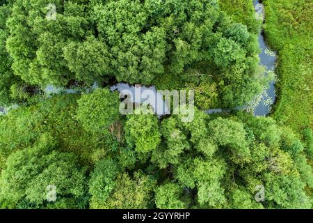 Una vista aerea di un piccolo fiume che si serpeggia nel mezzo della verde natura primaverile. Foto Stock