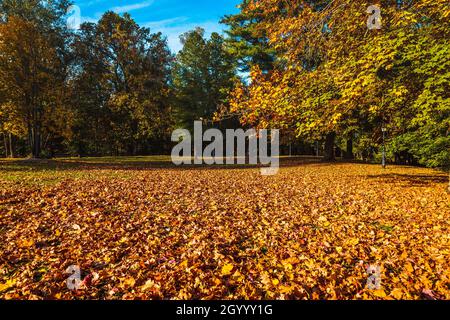 alberi d'autunno con lussureggiante vegetazione dorata in un parco cittadino e tappeto di foglie cadute Foto Stock