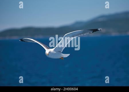 (Larus cachinnans) Argento gabbiano il più grande gabbiano in Grecia e quello che monopolizza la pubblicità come il gabbiano tipico dell'arcipelago Foto Stock